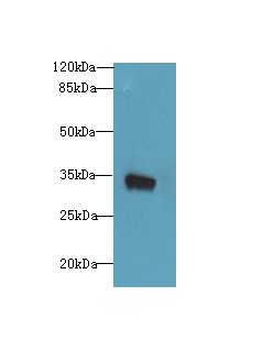 MIOX Polyclonal Antibody