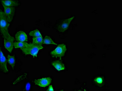 Immunofluorescent analysis of U251 cells using SPATC1L Polyclonal Antibody at a dilution of 1:100 and Alexa Fluor 488-congugated AffiniPure Goat Anti-Rabbit IgG (H+L)
