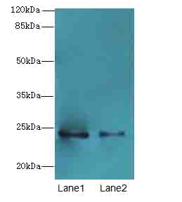 RHOF Polyclonal Antibody