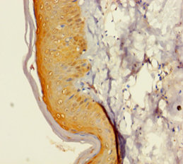 GINS4 Polyclonal Antibody