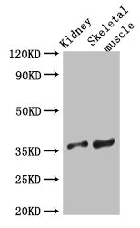 SLC25A32 Polyclonal Antibody