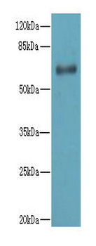 NRXN3 Polyclonal Antibody