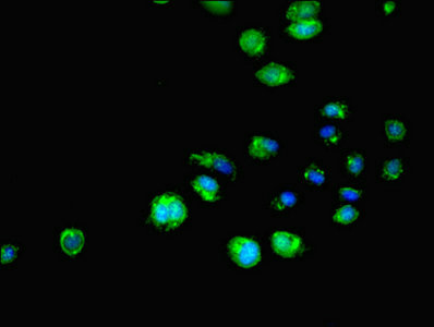 SH3GLB1 Polyclonal Antibody