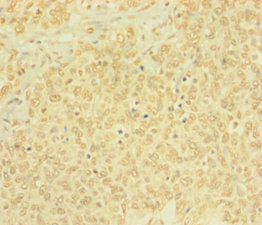 BTG4 Polyclonal Antibody