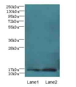 Prok2 Polyclonal Antibody
