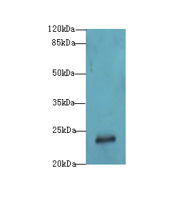 MND1 Polyclonal Antibody