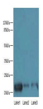 MRPS18A Polyclonal Antibody