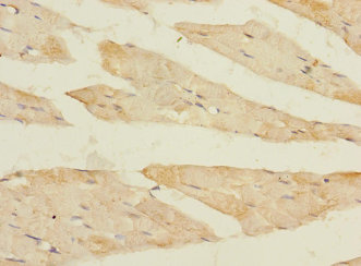 FBXO40 Polyclonal Antibody