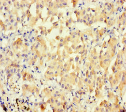 MUCL1 Polyclonal Antibody