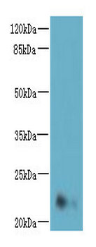 NRSN2 Polyclonal Antibody