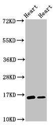 C3orf14 Polyclonal Antibody