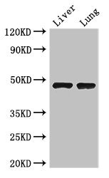 SEC14L3 Polyclonal Antibody
