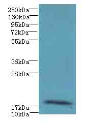 RPP21 Polyclonal Antibody