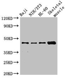 RBM22 Polyclonal Antibody