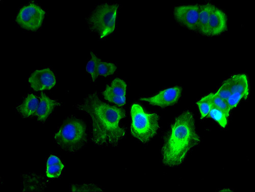 Immunofluorescent analysis of MCF-7 cells using GABRQ Polyclonal Antibody at a dilution of 1:100 and Alexa Fluor 488-congugated AffiniPure Goat Anti-Rabbit IgG(H+L)