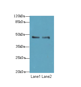 GPR34 Polyclonal Antibody
