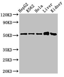 FBXW2 Polyclonal Antibody (100 µl)