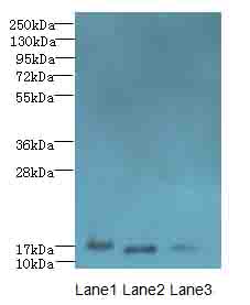 C3orf18 Polyclonal Antibody