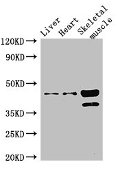 ACAD8 Polyclonal Antibody