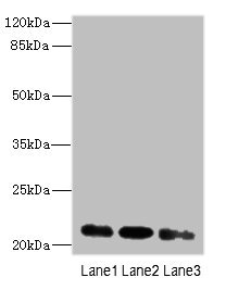 MRPL11 Polyclonal Antibody