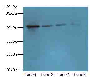 LRRC42 Polyclonal Antibody