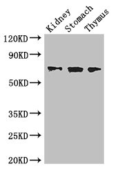 COL4A3BP Polyclonal Antibody