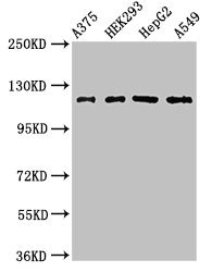 FARP1 Polyclonal Antibody