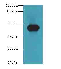 ACTL7B Polyclonal Antibody