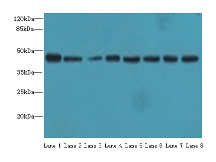 ACTL6A Polyclonal Antibody