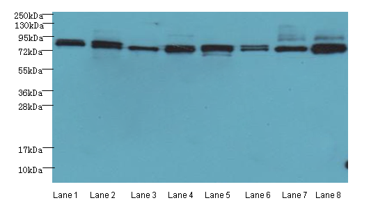 AGO2 Polyclonal Antibody