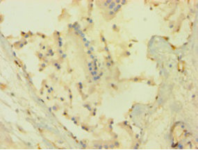 Immunohistochemistry of paraffin-embedded human prostate tissue at dilution 1:100