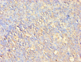 Immunohistochemistry of paraffin-embedded human tonsil tissue at dilution 1:100