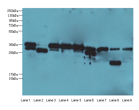 APEX1 Polyclonal Antibody