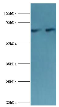 CTCF Polyclonal Antibody