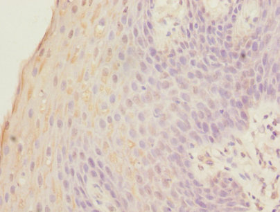 Immunohistochemistry of paraffin-embedded human tonsil tissue at dilution 1:100