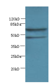 HDAC3 Polyclonal Antibody