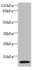 All lanes: HIST1H2AG Polyclonal Antibody at 4ug/ml+HL-60 whole cell lysate<br />Secondary<br />Goat polyclonal to rabbit at 1/10000 dilution<br />Predicted band size: 14kDa<br />Observed band size: 14kDa<br />