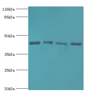 TP53 Polyclonal Antibody