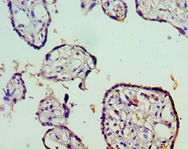 Immunohistochemistry of paraffin-embedded human placenta at dilution 1:100