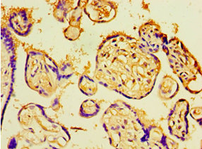 Immunohistochemistry of paraffin-embedded human placenta tissue at dilution 1:100