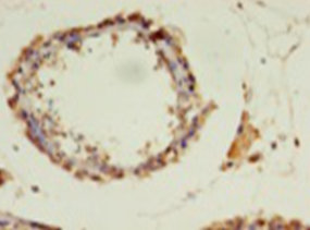 Immunohistochemistry of paraffin-embedded human testis at dilution 1:100