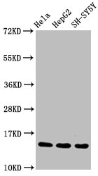 Histone H3.1R17me1 (H3.1R17 Monomethyl) Monoclonal Antibody [RMC418B] (100 µl)