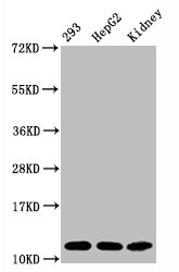 Histone H4K16ac (Acetyl H4K16) Monoclonal Antibody [RMC429A]