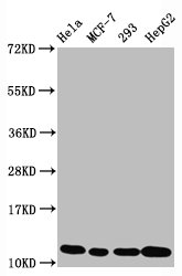 Histone H4K5ac (Acetyl H4K5) Monoclonal Antibody [RMC429B]