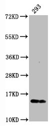 Phospho Histone H2AX (S139) Monoclonal Antibody [RMC097A]