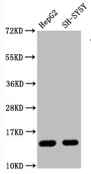 Histone H3.1R128me1 (H3.1R128 Monomethyl) Monoclonal Antibody [RMC418F]