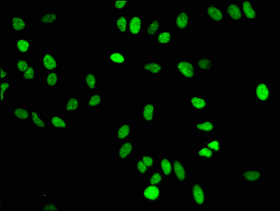 Histone H4K16me1 (H4K16 Monomethyl) Monoclonal Antibody [RMC429C]