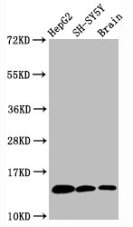 Histone H3.1K36me1 (H3.1K36 Monomethyl) Monoclonal Antibody [RMC418G]