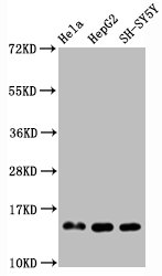 Histone H3.1R2me1 (H3.1R2 Monomethyl) Monoclonal Antibody [RMC418H] (100 µl)