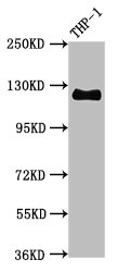 CD31 Monoclonal Antibody  [RMC767A]